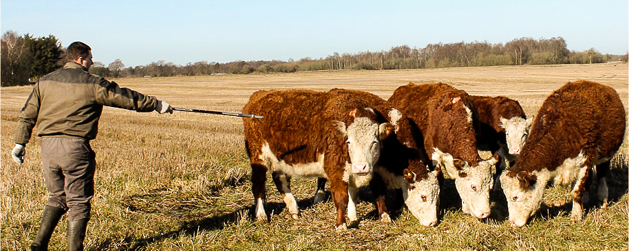 jab cow zoom